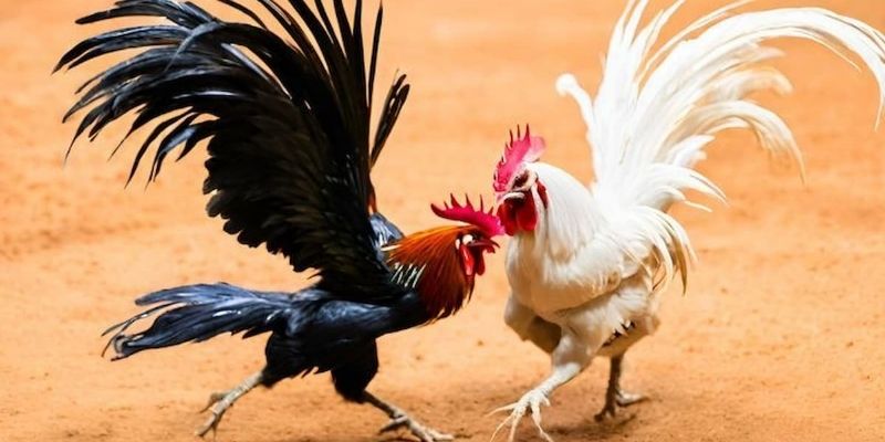 Chọn chiến lược dựa trên khả năng chịu đòn