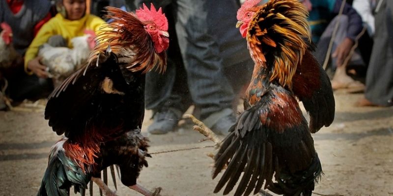 Tìm hiểu chung về đá gà C1 và nguồn gốc