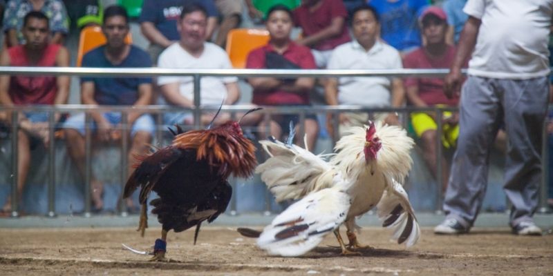 Cược theo hiệp đấu nâng cao tỷ lệ trúng