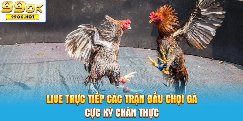 Live trực tiếp các trận đấu chọi gà cực kỳ chân thực Live trực tiếp các trận đấu chọi gà cực kỳ chân thực