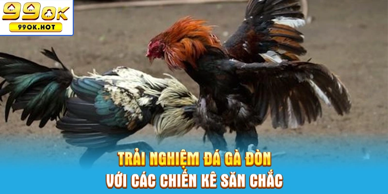 Trải nghiệm đá gà đòn với các chiến kê săn chắc Trải nghiệm đá gà đòn với các chiến kê săn chắc