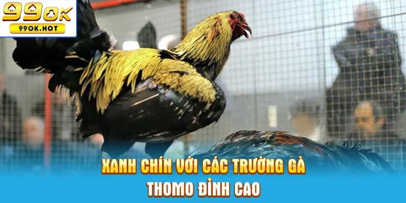 Xanh chín với các trường gà Thomo đỉnh cao Xanh chín với các trường gà Thomo đỉnh cao